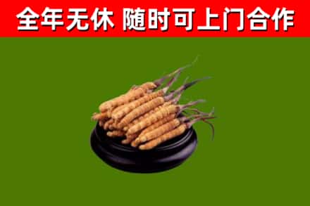 平远回收散虫草