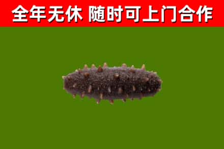 平远回收海参干